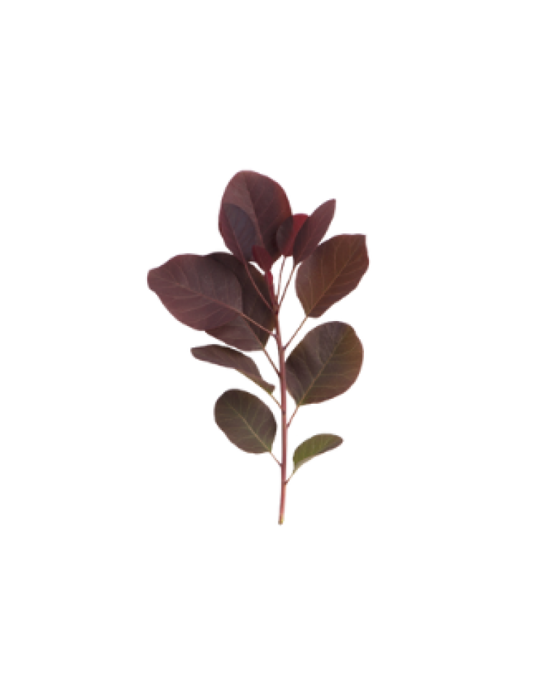 Sumac / Smoke tree essential oil (Cotinus coggygria) 10ml